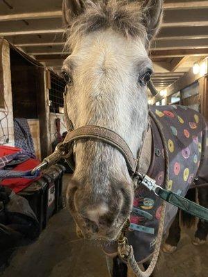 Baxter the pony after lesson