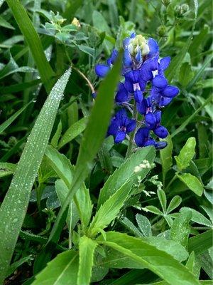 Bluebonnet!