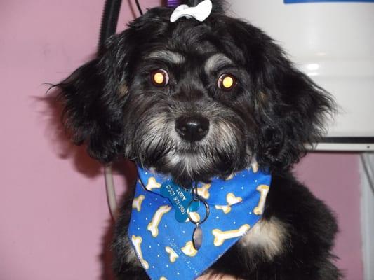 Toby's 1st big boy groom!  He told me that grooming is BETTER when you're groomed with LOVE!