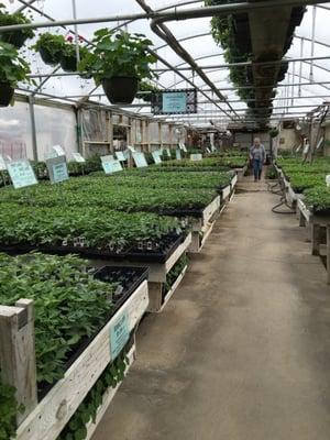 The nursery at the flower shoppe