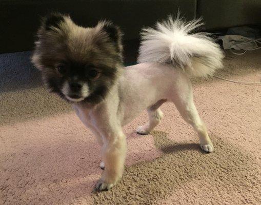 What I got. Worst Pom cut I've ever had on my little guy.