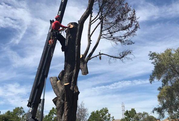 Crane removal of a dead pine. Safe, quick, efficient.