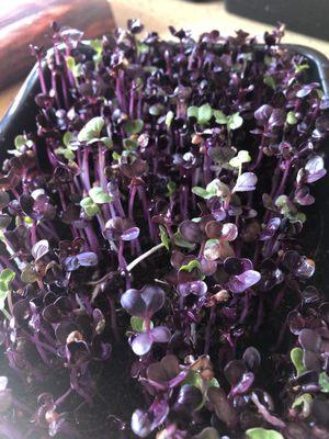 Red Rambo Radish Microgreens Small Tray