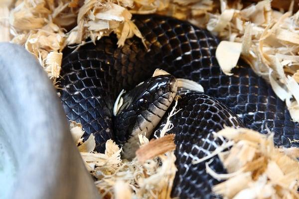 Black Rat Snake