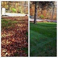 Let us help you with your leaves!