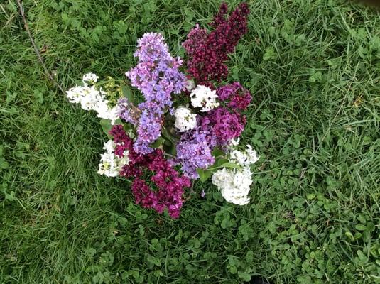 Fragrant lilacs