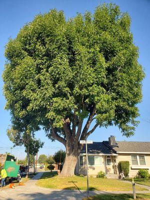 Tree service