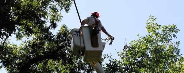 Tree and Shrub Pruning