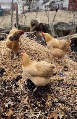 3 of our free ranging chickens