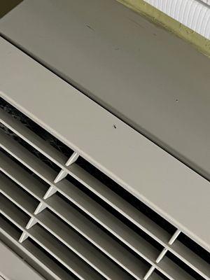 Ant on A/C unit