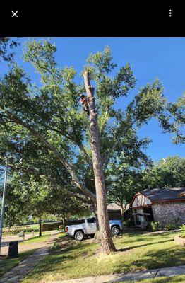 Sanmar Tree Service And Landscaping