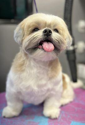 Shih tzu in a teddy bear cut