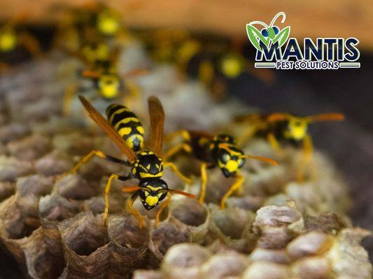 Mantis Pest Solutions