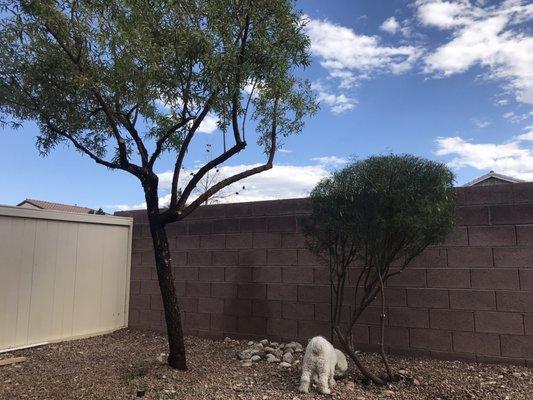 After! The tree is evened out and the shrub cut way back so my pup can go under it!