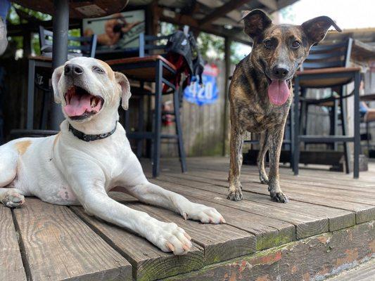 Happy clients! Tater and Sadie