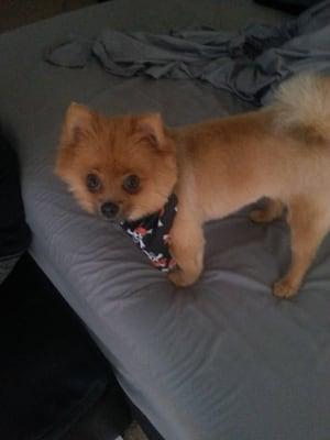 Here is Harley rocking her pirate bandana after her trip to the groomer.