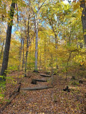 Trail in forest