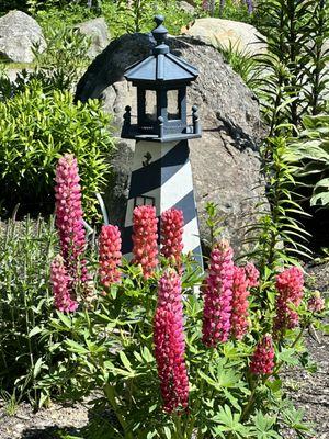 Lighthouse and Lupins