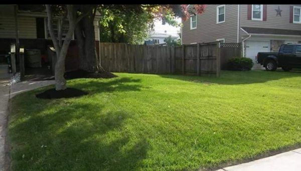 Grass cutting/ edge yard