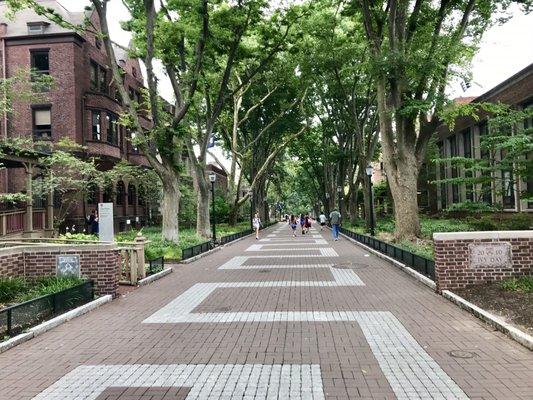 Locust Walk