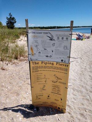 Tern and piping plover protected nests