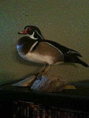 Southern Plains Taxidermy