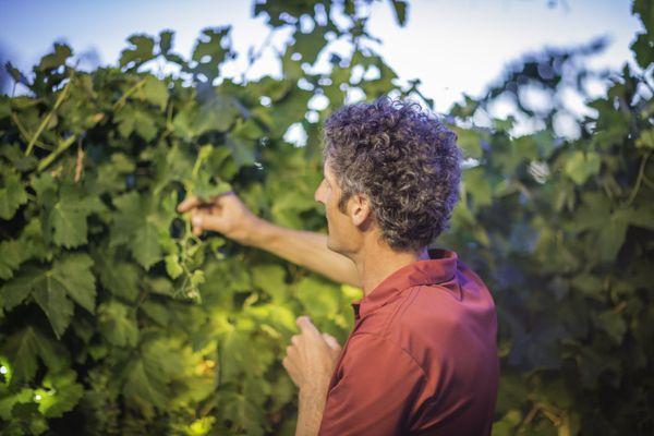 Karl tending to his vines!