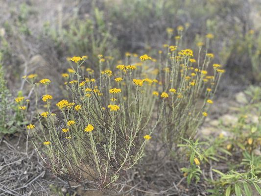 Calabasas Peak Hiking Trail