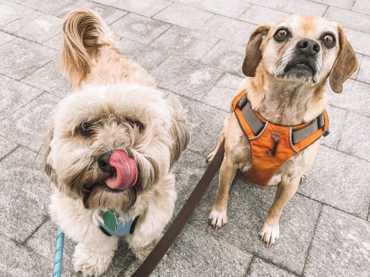 Madden & Finnegan waiting patiently for homemade HDB treats ;)