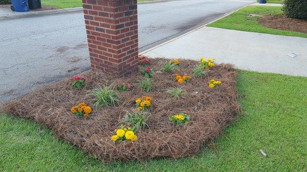 Pinestraw Installation & Plant Installation