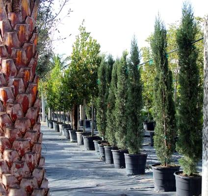 Italian Cypress