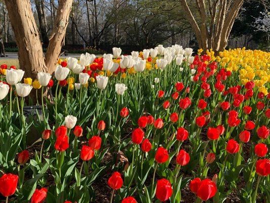 More spring tulips.