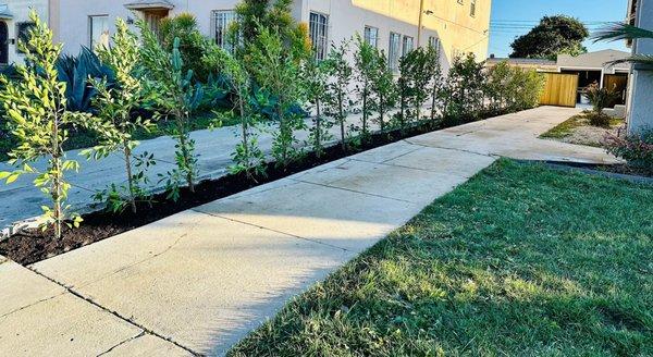 Driveway after hedge installation