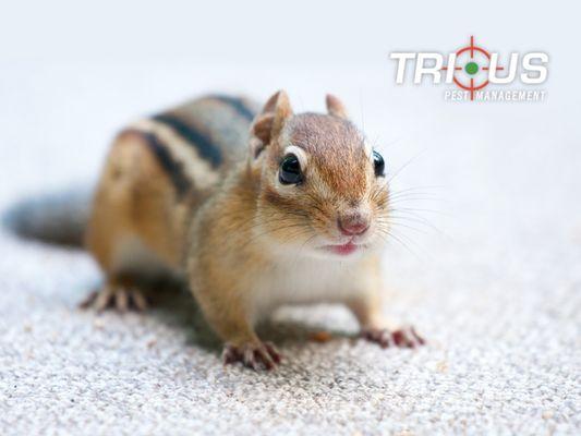 Trius Pest Management - NJ