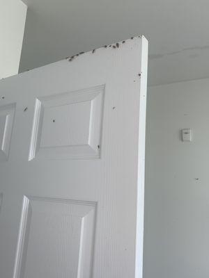 roaches on my closet door