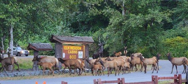 Roosevelt Elk passing by the front door and driveway of the cabin. Taken on 7-31-2021