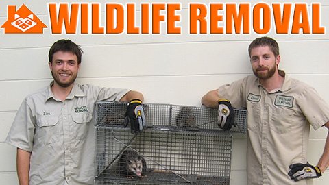 Newark Wildlife Control