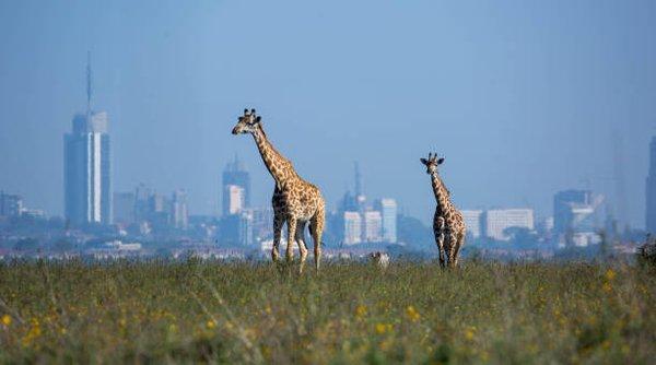 Giraffes at Nairobi National Park with Nairobi City in the background