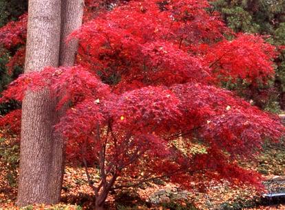 Seiryu Japanese Maple (fAll color)