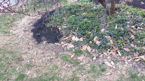 Before the new mulch and flower bed edging