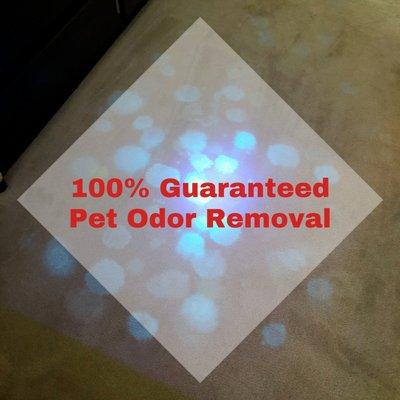 We're proud to be the only carpet cleaning company on the Eastside that offers Guaranteed Pet Odor Removal without expensive pad replacement