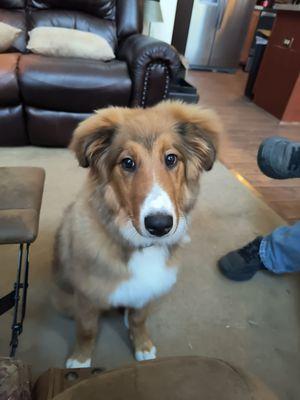 Shelby loved her first time getting groomed!