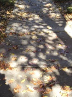 mess of leaves & walnut shells which are  trip hazards for Senior & Disabled tenants .