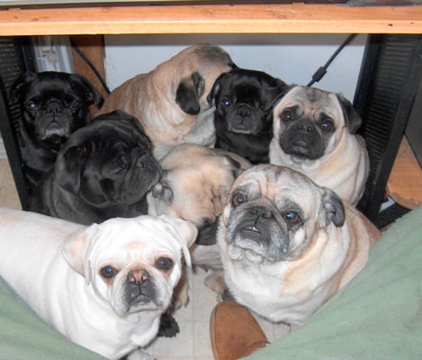 My little gang of squash-faces, playing "Let's see how many Pugs can fit under the computer desk" while mom is trying to work.