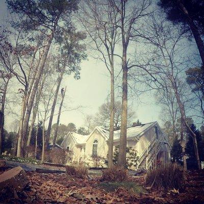 In the process of removing a large Pine tree close to the clients home.