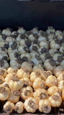 Garlic