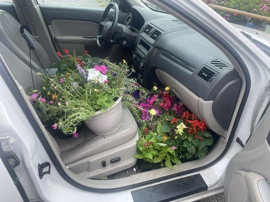 Between the porch pots, the hanging baskets, and the $3/15 perennials, the car was FULL!