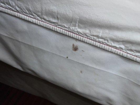 Bed bug stains/ blood.