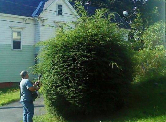 Cutting shrubs before picture