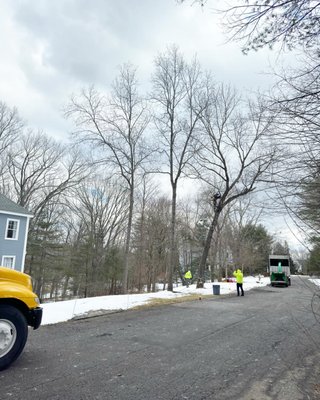 Tree Removal